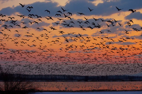 朝焼けの空を覆い尽くす渡り鳥たち！　マガン「ねぐら立ち」の大迫力！