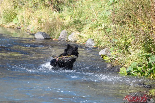 【大迫力】ヒグマの狩り！　川を遡上する鮭をむさぼる大食漢