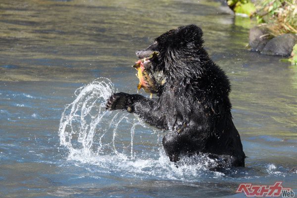 【大迫力】ヒグマの狩り！　川を遡上する鮭をむさぼる大食漢